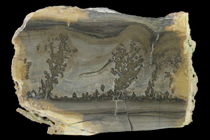 Triassic Aged Stromatolite Fossil - England #130930